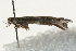  ( - MM08066)  @12 [ ] CreativeCommons - Attribution (2010) Unspecified Centre for Biodiversity Genomics