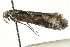  ( - MM08243)  @13 [ ] CreativeCommons - Attribution (2010) Unspecified Centre for Biodiversity Genomics