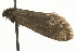  ( - MM08276)  @13 [ ] CreativeCommons - Attribution (2010) Unspecified Centre for Biodiversity Genomics