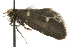  ( - MM08375)  @14 [ ] CreativeCommons - Attribution (2010) Unspecified Centre for Biodiversity Genomics