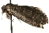  ( - MM08412)  @13 [ ] CreativeCommons - Attribution (2010) Unspecified Centre for Biodiversity Genomics