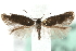  ( - MM08530)  @11 [ ] CreativeCommons - Attribution (2010) Unspecified Centre for Biodiversity Genomics