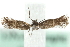  ( - MM08531)  @13 [ ] CreativeCommons - Attribution (2010) Unspecified Centre for Biodiversity Genomics