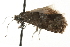 ( - MM08789)  @12 [ ] CreativeCommons - Attribution (2010) Unspecified Centre for Biodiversity Genomics