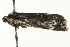  ( - MM08997)  @12 [ ] CreativeCommons - Attribution (2010) Unspecified Centre for Biodiversity Genomics