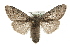  ( - MM08578)  @14 [ ] CreativeCommons - Attribution (2010) Unspecified Centre for Biodiversity Genomics