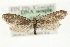  ( - MM08587)  @14 [ ] CreativeCommons - Attribution (2010) Unspecified Centre for Biodiversity Genomics