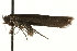  (Scythris productella - MM08623)  @13 [ ] CreativeCommons - Attribution (2010) Unspecified Centre for Biodiversity Genomics