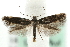 (Elachista pomerana - MM08634)  @15 [ ] CreativeCommons - Attribution (2010) Unspecified Centre for Biodiversity Genomics