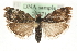  (Choreutis diana - MM10271)  @14 [ ] CreativeCommons - Attribution (2010) Unspecified Centre for Biodiversity Genomics