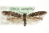  (Scythris inspersella - MM10274)  @15 [ ] CreativeCommons - Attribution (2010) Unspecified Centre for Biodiversity Genomics