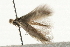  ( - MM10335)  @12 [ ] CreativeCommons - Attribution (2010) Unspecified Centre for Biodiversity Genomics