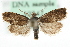  (Dichrorampha consortana - MM10347)  @14 [ ] CreativeCommons - Attribution (2010) Unspecified Centre for Biodiversity Genomics