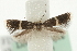 ( - MM10399)  @13 [ ] CreativeCommons - Attribution (2010) Unspecified Centre for Biodiversity Genomics