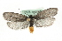 (Ethmia pyrausta - MM10421)  @15 [ ] CreativeCommons - Attribution (2010) Unspecified Centre for Biodiversity Genomics