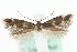  ( - MM10425)  @12 [ ] CreativeCommons - Attribution (2010) Unspecified Centre for Biodiversity Genomics