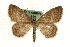  (Scopula frigidaria - MM10459)  @15 [ ] CreativeCommons - Attribution (2010) Unspecified Centre for Biodiversity Genomics