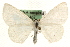  (Scopula caricaria - MM10462)  @14 [ ] CreativeCommons - Attribution (2010) Unspecified Centre for Biodiversity Genomics