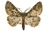  ( - MM10488)  @14 [ ] CreativeCommons - Attribution (2010) Unspecified Centre for Biodiversity Genomics