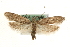  ( - MM10492)  @15 [ ] CreativeCommons - Attribution (2010) Unspecified Centre for Biodiversity Genomics