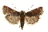  (Pyralis lienigialis - MM10526)  @15 [ ] CreativeCommons - Attribution (2010) Unspecified Centre for Biodiversity Genomics