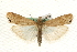  ( - MM10545)  @14 [ ] CreativeCommons - Attribution (2010) Unspecified Centre for Biodiversity Genomics