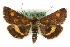  (Pyrausta aurata - MM10556)  @15 [ ] CreativeCommons - Attribution (2010) Unspecified Centre for Biodiversity Genomics