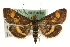  (Pyrausta aurata - MM10557)  @15 [ ] CreativeCommons - Attribution (2010) Unspecified Centre for Biodiversity Genomics