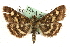  ( - MM10560)  @11 [ ] CreativeCommons - Attribution (2010) Unspecified Centre for Biodiversity Genomics