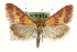  (Pyrausta sanguinalis - MM10561)  @15 [ ] CreativeCommons - Attribution (2010) Unspecified Centre for Biodiversity Genomics