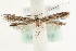  ( - MM10698)  @13 [ ] CreativeCommons - Attribution (2010) Unspecified Centre for Biodiversity Genomics