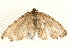  ( - MM12851)  @11 [ ] CreativeCommons - Attribution (2010) Unspecified Centre for Biodiversity Genomics