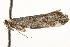  ( - MM13595)  @13 [ ] CreativeCommons - Attribution (2010) Unspecified Centre for Biodiversity Genomics