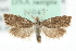  (Dichrorampha cinerascens - MM11047)  @14 [ ] CreativeCommons - Attribution (2010) Unspecified Centre for Biodiversity Genomics