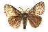  (Gynaephora - MM11055)  @15 [ ] CreativeCommons - Attribution (2010) Unspecified Centre for Biodiversity Genomics
