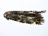  ( - MM12479)  @12 [ ] CreativeCommons - Attribution (2010) Unspecified Centre for Biodiversity Genomics