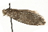  ( - MM13331)  @12 [ ] CreativeCommons - Attribution (2010) Unspecified Centre for Biodiversity Genomics