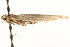  ( - MM13671)  @11 [ ] CreativeCommons - Attribution (2010) Unspecified Centre for Biodiversity Genomics