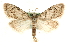  (Nola confusalis - MM13887)  @15 [ ] CreativeCommons - Attribution (2010) Unspecified Centre for Biodiversity Genomics