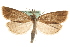  (Chilo phragmitella - MM14190)  @15 [ ] CreativeCommons - Attribution (2010) Unspecified Centre for Biodiversity Genomics