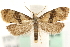  (Phalonidia manniana - MM14232)  @14 [ ] CreativeCommons - Attribution (2010) Unspecified Centre for Biodiversity Genomics