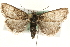  (Loxostege ephippialis - MM14574)  @15 [ ] CreativeCommons - Attribution (2010) Unspecified Centre for Biodiversity Genomics