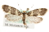  ( - MM15513)  @14 [ ] CreativeCommons - Attribution (2010) Unspecified Centre for Biodiversity Genomics