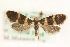  (Lampronia redimitella - MM15514)  @11 [ ] CreativeCommons - Attribution (2010) Unspecified Centre for Biodiversity Genomics