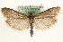 (Episcythrastis - MM15773)  @15 [ ] CreativeCommons - Attribution (2010) Unspecified Centre for Biodiversity Genomics