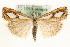  (Catoptria permiacus - MM15784)  @15 [ ] CreativeCommons - Attribution (2010) Unspecified Centre for Biodiversity Genomics