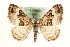  ( - MM15800)  @14 [ ] CreativeCommons - Attribution (2010) Unspecified Centre for Biodiversity Genomics