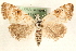  ( - MM15855)  @14 [ ] CreativeCommons - Attribution (2010) Unspecified Centre for Biodiversity Genomics