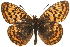  ( - MM13985)  @14 [ ] CreativeCommons - Attribution (2010) Unspecified Centre for Biodiversity Genomics