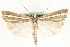 (Catoptria fulgidella - MM14405)  @15 [ ] CreativeCommons - Attribution (2010) Unspecified Centre for Biodiversity Genomics